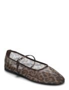 Mash Balerina Brown Steve Madden