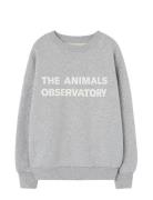 Frey Leo Sweatshirt Grey THE ANIMALS OBSERVATORY