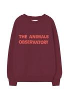 Browned Farnet Leo Sweatshirt Burgundy THE ANIMALS OBSERVATORY